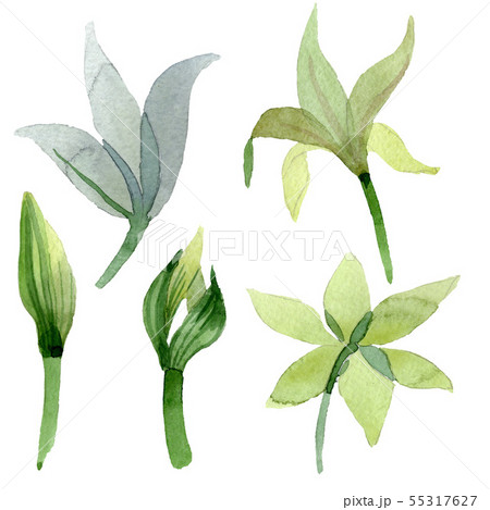 Amaryllis floral botanical flowers. Watercolor background illustration set. Isolated amarillys Amaryllis floral botanical flowers. Watercolor background illustration set. Isolated amarillys 55317627