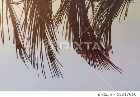 Dry leaves of a coconut tree, cute toned with Dry leaves of a coconut tree, cute toned with 55317656