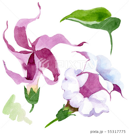 Brugmansia floral botanical flowers. Watercolor background illustration set. Isolated brugmansia 55317775