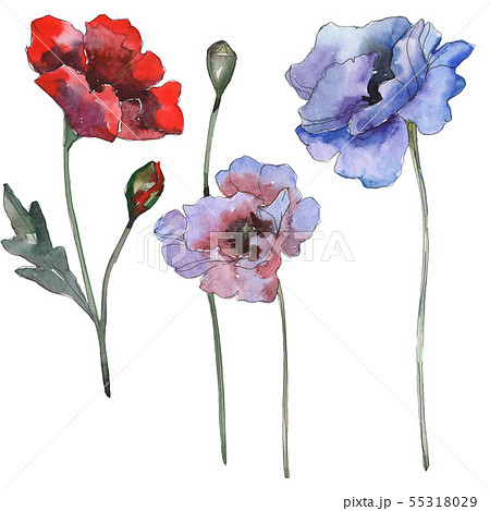 Poppy floral botanical flowers. Watercolor background illustration set. Isolated poppies 55318029