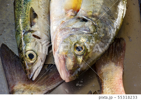 Fresh fish for sale Fresh fish for sale 55318233