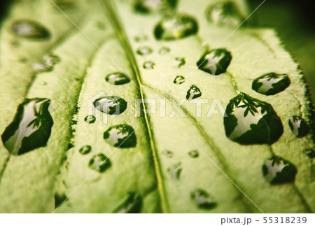 water droplets on the leaf of the plant 55318239