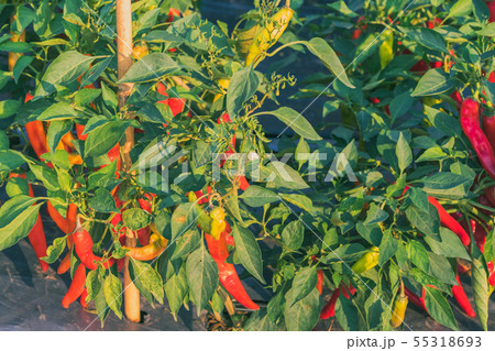 Fresh chilli peppers plant in organic garden 55318693