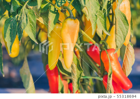 Fresh chilli peppers plant in organic garden 55318694