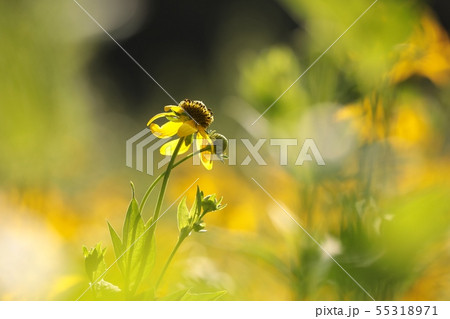 Cutleaf Coneflower - Rudbeckia laciniata 55318971