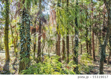 Evergreen trees in Arboretum Tesarske Mlynany, 55319017