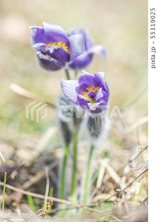 Greater Pasque Flower - Pulsatilla grandis, Nitra, 55319025
