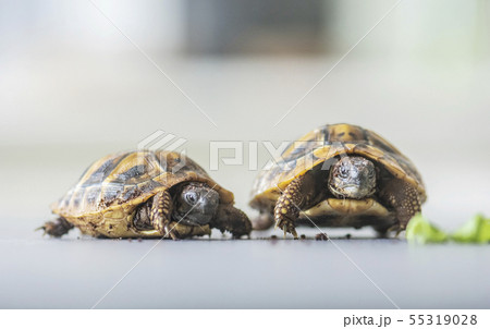 Hermann's tortoise - Testudo hermanni 55319028