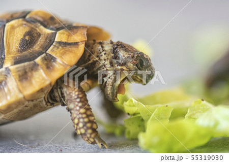 Hermann's tortoise - Testudo hermanni Hermann's tortoise - Testudo hermanni 55319030