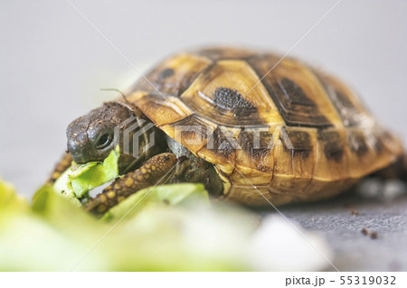 Hermann's tortoise - Testudo hermanni 55319032