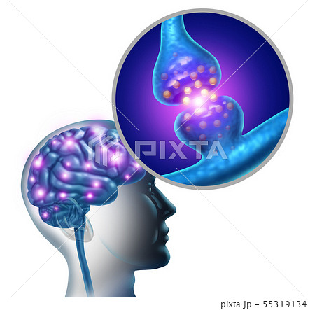 Brain Nerve Synapse 55319134