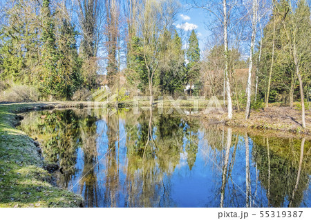 Birch trees are reflected in the lake Birch trees are reflected in the lake 55319387