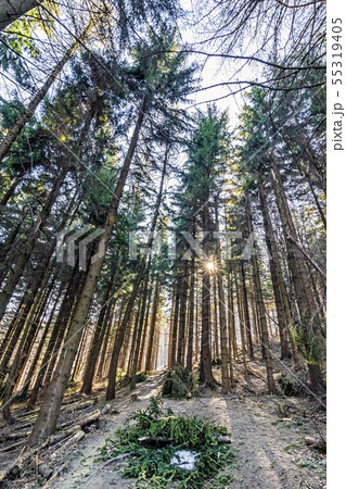 Coniferous forest and sun rays, Klak hill, Coniferous forest and sun rays, Klak hill, 55319405