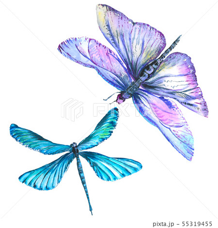 Exotic dragonfly wild insect. Watercolor background illustration set. Isolated dragonfly 55319455