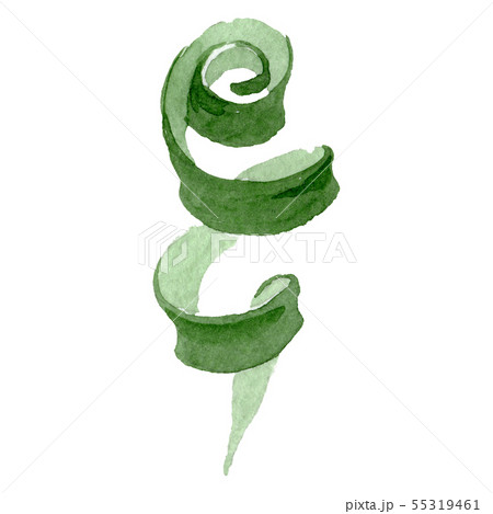 Albuca canadensis floral botanical flower. Watercolor background set. Isolated albuca illustration 55319461