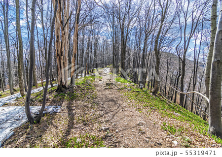 Deciduous forest in spring with snowy places, Klak 55319471