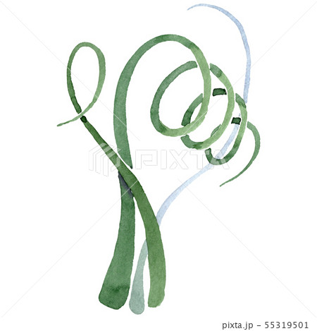 Albuca canadensis floral botanical flower. Watercolor background set. Isolated albuca illustration Albuca canadensis floral botanical flower. Watercolor background set. Isolated albuca illustration 55319501