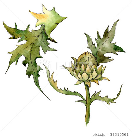 Thistle floral botanical flowers. Watercolor background illustration set. Isolated thistle 55319561