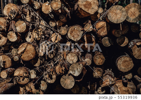 Forest pine trees log trunks felled by the logging timber industry Forest pine trees log trunks felled by the logging timber industry 55319936