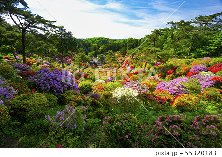 塩船観音のツツジ 55320183