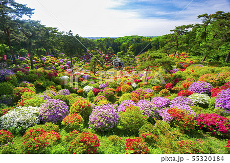 塩船観音のツツジ 55320184