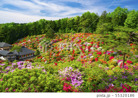 塩船観音のツツジ 55320186