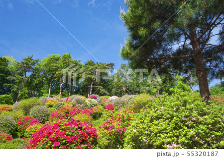 塩船観音のツツジ 55320187