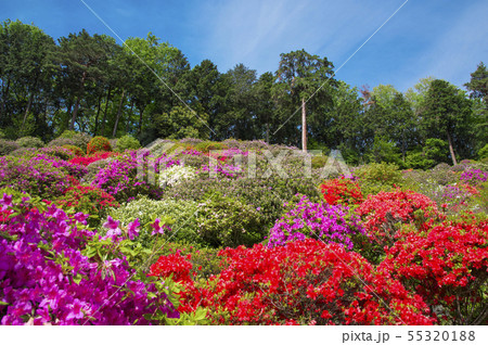 塩船観音のツツジ 55320188