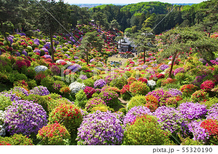 塩船観音のツツジ 55320190