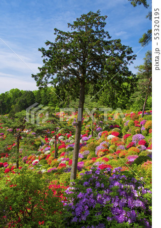 塩船観音のツツジ 55320195