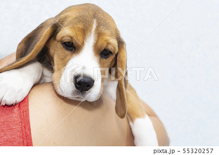 little cute tricolor Beagle puppy, sad look. little cute tricolor Beagle puppy, sad look. 55320257