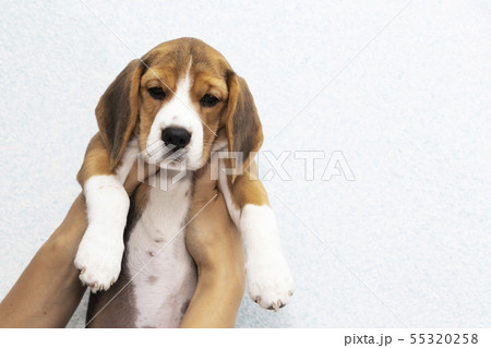 little cute tricolor Beagle puppy, sad look. 55320258