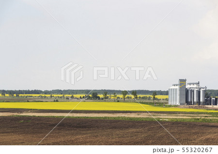 Field of rapeseed flowers, plant for cleaning 55320267
