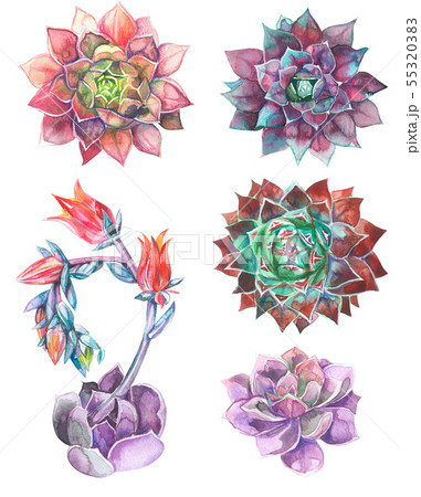 set of succulents, green bouquet, echeveria watercolor illustration, botanical painting set of succulents, green bouquet, echeveria watercolor illustration, botanical painting 55320383
