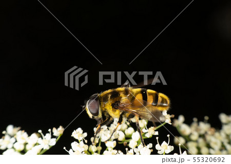 Hoverfly Hoverfly 55320692