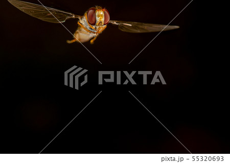 Hoverfly 55320693