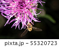 Hoverfly Hoverfly 55320723