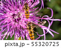 Hoverfly Hoverfly 55320725