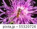 Hoverfly Hoverfly 55320726