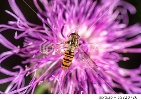 Hoverfly 55320726