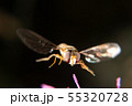 Hoverfly Hoverfly 55320728