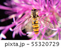 Hoverfly Hoverfly 55320729