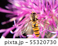 Hoverfly Hoverfly 55320730