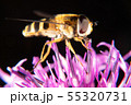 Hoverfly Hoverfly 55320731