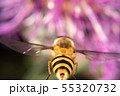 Hoverfly Hoverfly 55320732