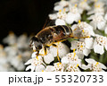 Hoverfly Hoverfly 55320733