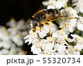 Hoverfly Hoverfly 55320734