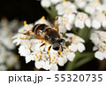 Hoverfly Hoverfly 55320735