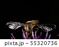 Hoverfly Hoverfly 55320736