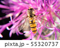 Hoverfly Hoverfly 55320737